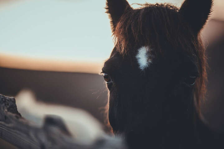 NABE Web Newsletter 05